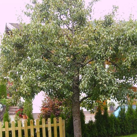 Ferienwohnungen Haus Sonnenschein Flachau Ngoại thất bức ảnh